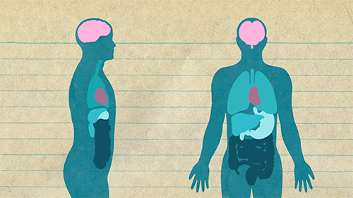 Anatomie und Physiologie des Herzens Quiz: Wie gut kennen Sie den Motor Ihres Körpers?