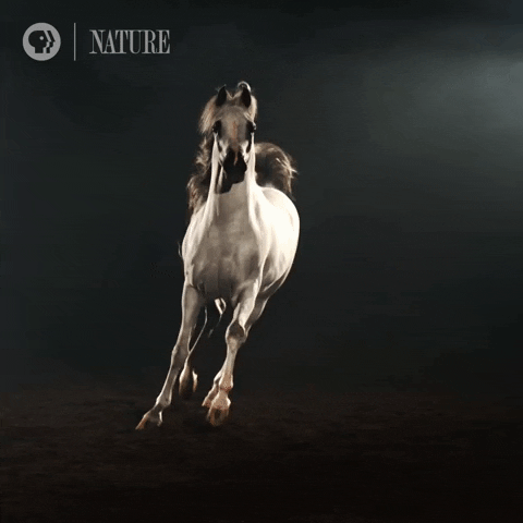 Pferde-Quiz: Wie viel wissen Sie über diese majestätischen Tiere?