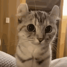 Quiz über den American Shorthair: Wie viel wissen Sie über diese Katzenrasse?