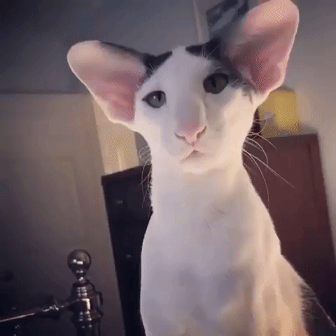 Quiz über den Oriental Shorthair: Wie viel wissen Sie über diese Katzenrasse?