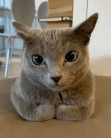 Quiz über die Russisch Blaue Katze: Wie viel wissen Sie über diese Katzenrasse?