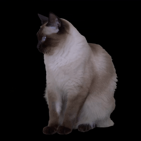 Tonkinesen-Quiz: Wie viel wissen Sie über diese Katzenrasse?
