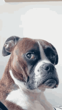 Boxer-Quiz: Wie gut kennst du diese Hunderasse?