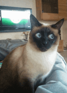 Quiz über Siamkatzen: Wie viel wissen Sie über diese Katzenrasse?