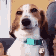 Quiz: Wie gut kennst du den Beagle? Finde es jetzt heraus!