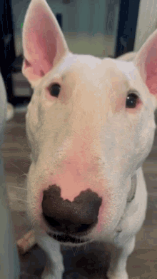 Quiz: Wie gut kennst du den Bull Terrier?