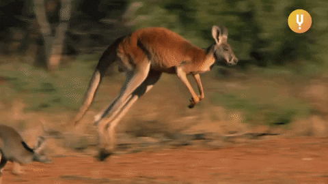 Quiz über Kängurus: Wie viel wissen Sie über diese springenden Tiere?
